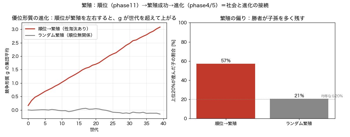 順位による繁殖の偏りと競争形質の変化